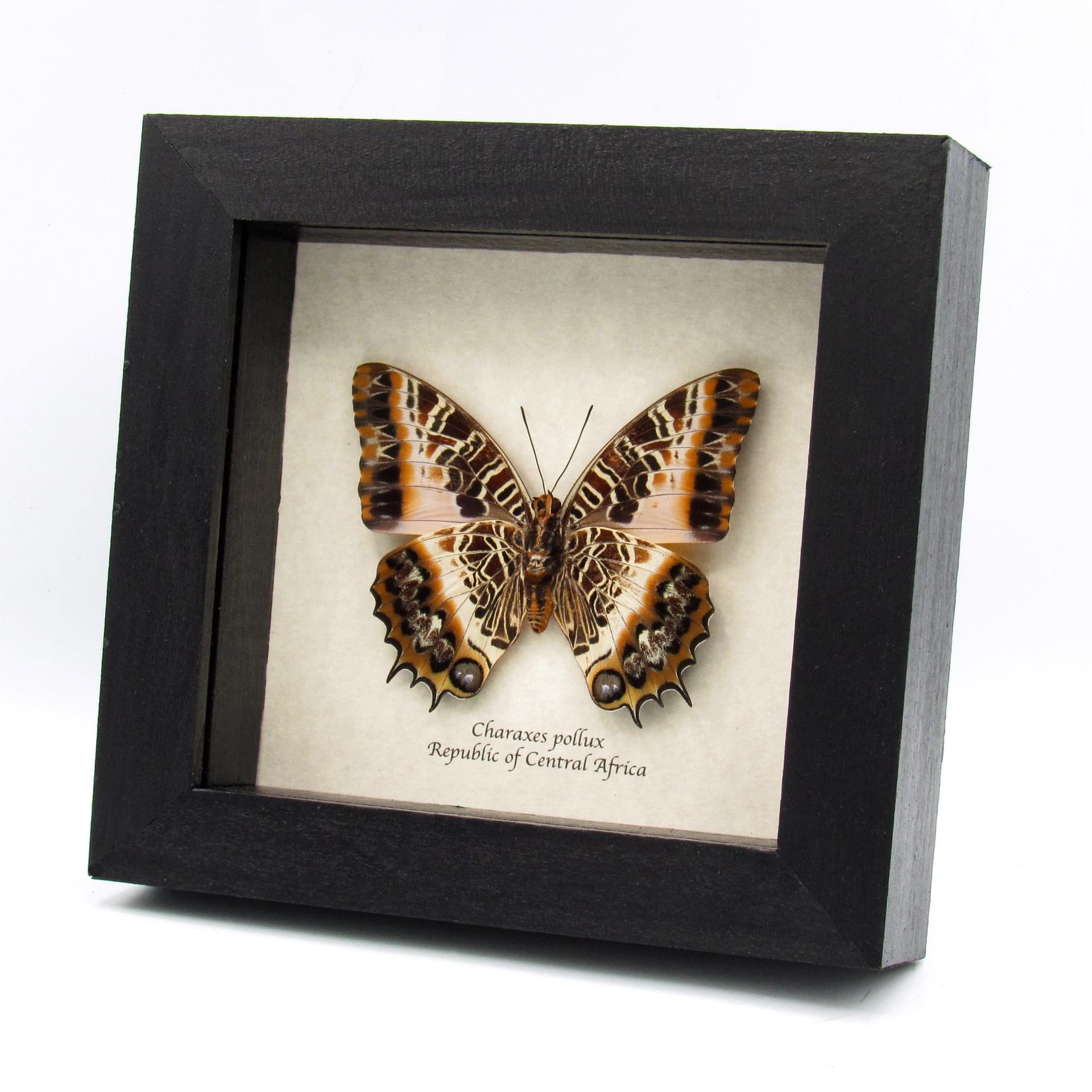 Real large Black-bordered Charaxes butterfly framed taxidermy - Charaxes pollux - female