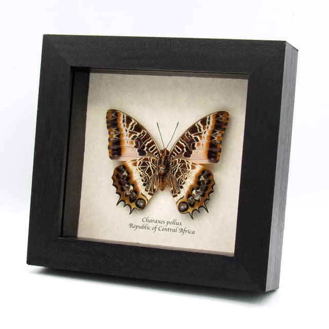 Real large Black-bordered Charaxes butterfly framed taxidermy - Charaxes pollux - female