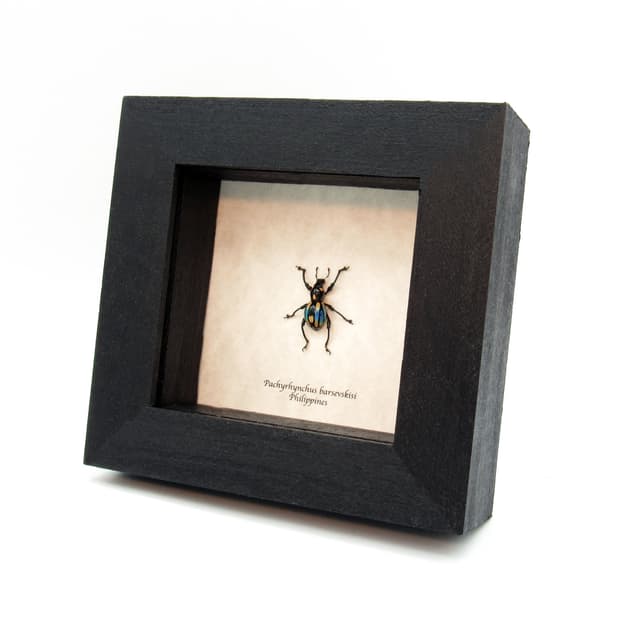 WEEVIL MANIA!  Rare framed blue weevil taxidermy beetle - Pachyrhynchus barsevskisi