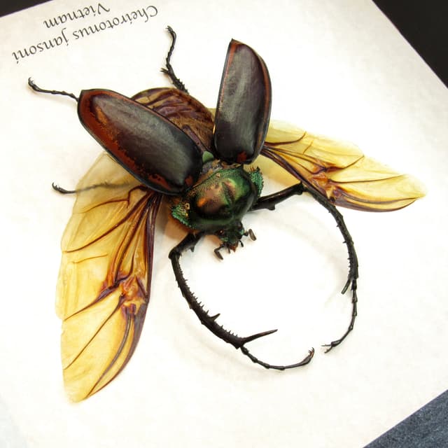 Giant Long-armed Scarab beetle framed taxidermy - Cheirotonus jansoni