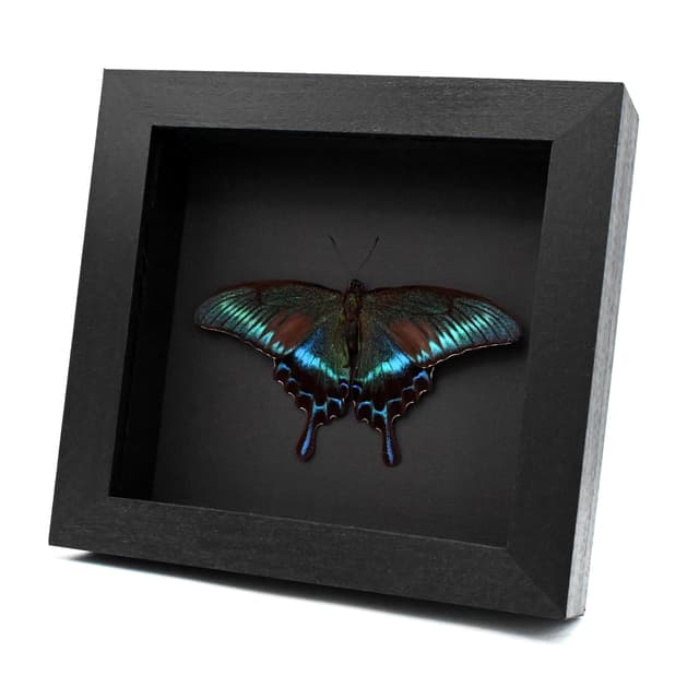 Real Alpine Swallowtail framed taxidermy - Papilio maackii tutanus - Summer form - Victorian mount