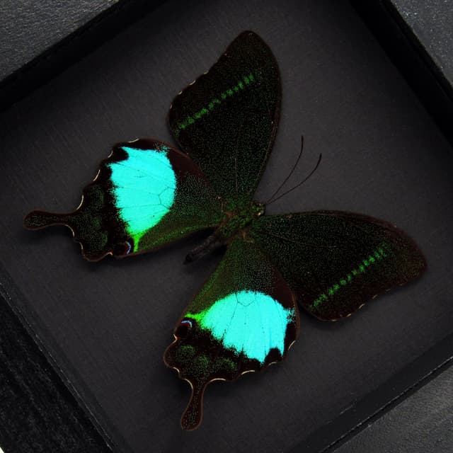 Real Peacock Swallowtail butterfly framed taxidermy - Papilio paris