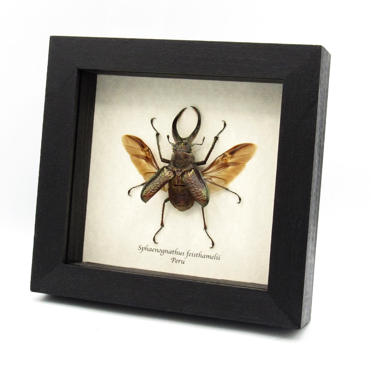 Big hairy Stag beetle framed taxidermy - Sphaenognathus giganteus