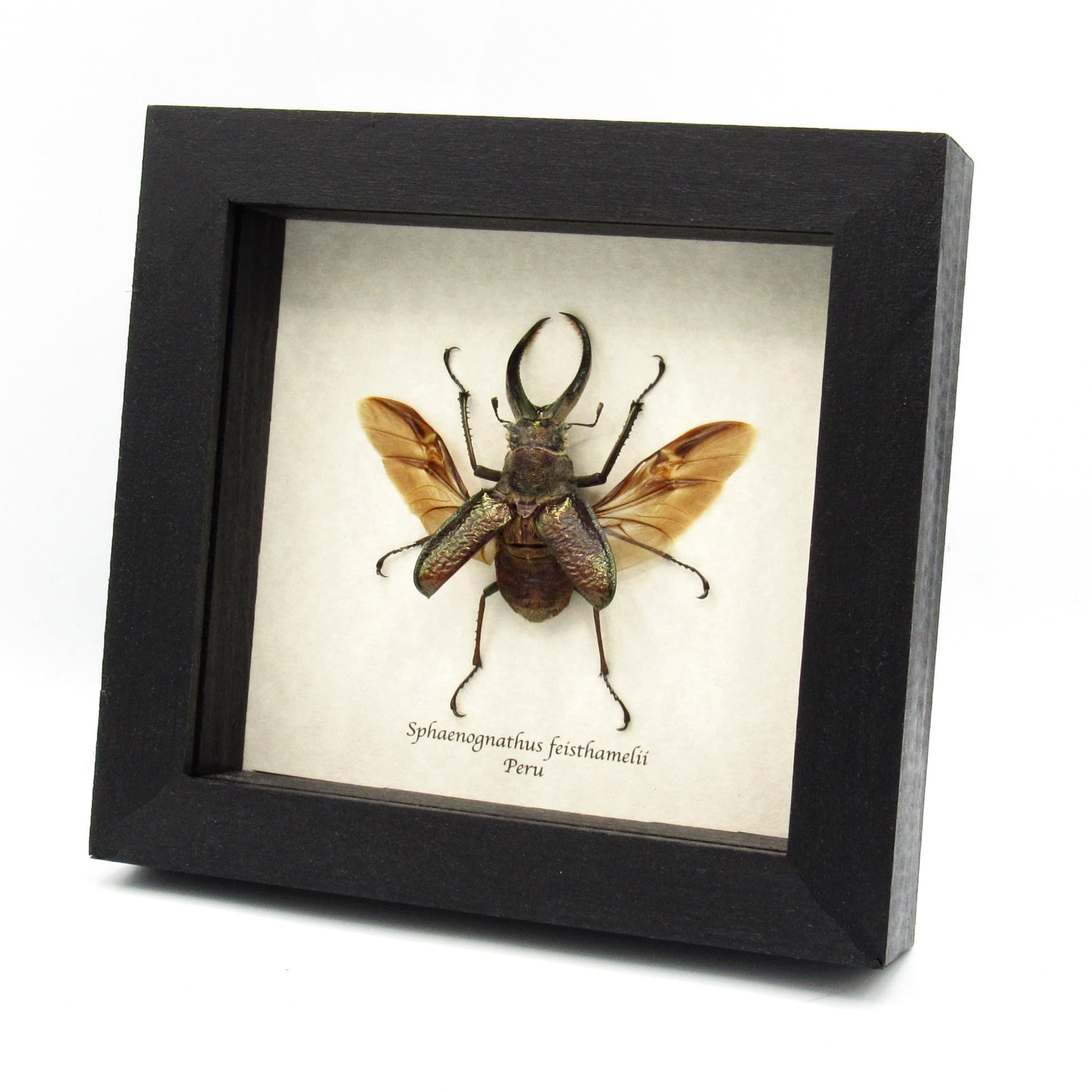 Big hairy Stag beetle framed taxidermy - Sphaenognathus giganteus