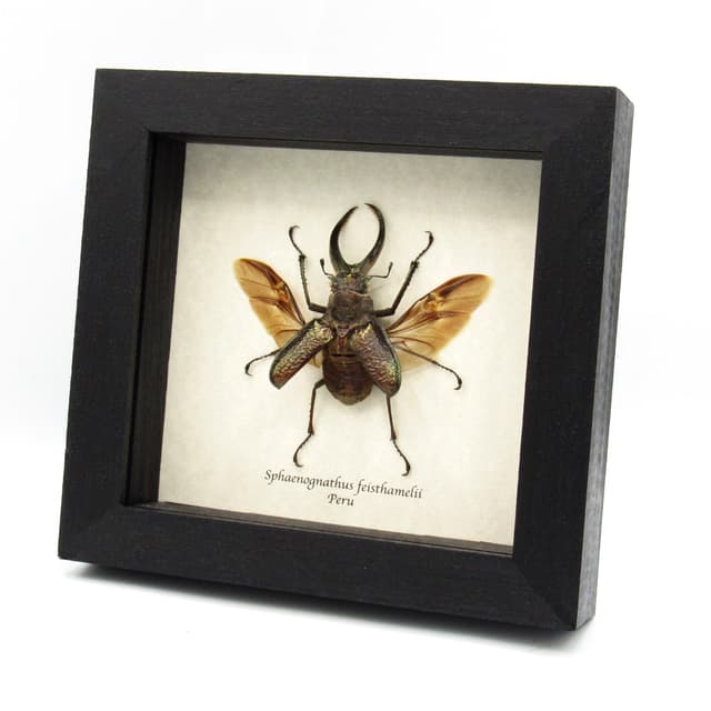 Big hairy Stag beetle framed taxidermy - Sphaenognathus giganteus
