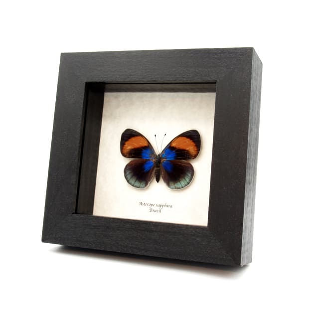 Rare metallic Brush Footed butterfly framed taxidermy - Asterope sapphira - female - minor damage