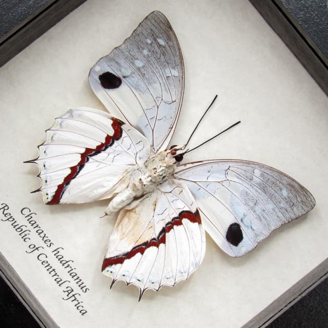 Real white butterfly framed taxidermy - Charaxes hadrianus