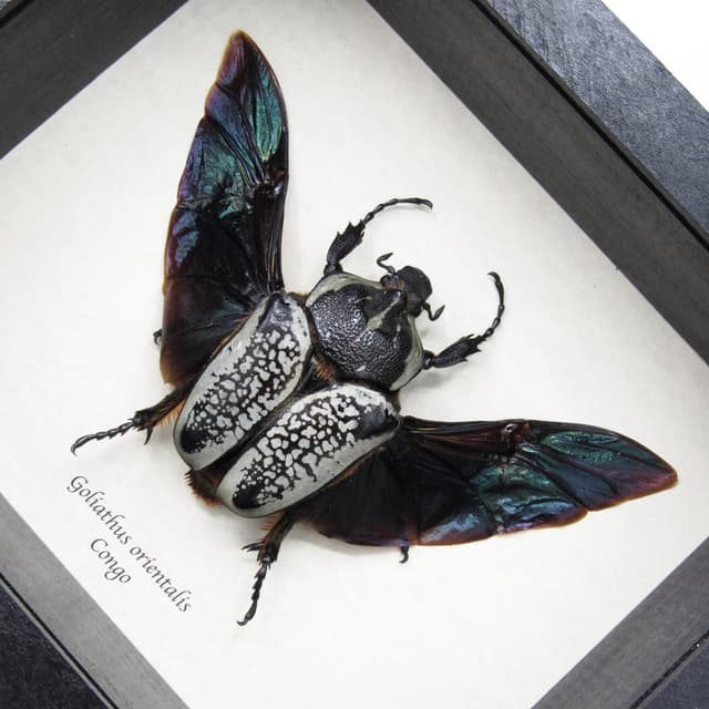 Real Giant Flower Beetle framed taxidermy - Goliathus orientalis - XL female