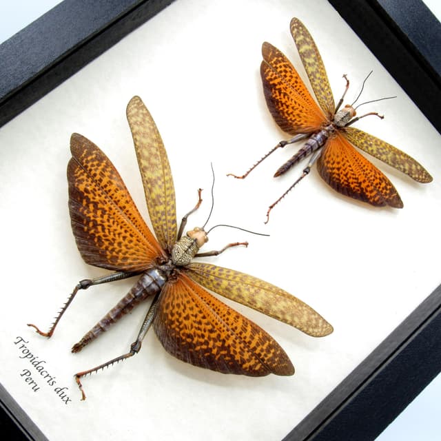 Real Giant grasshoppers framed taxidermy - Tropidacris dux - male and female pair