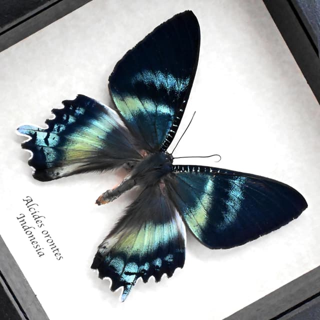 Real blue moth framed taxidermy - Alcides orontes