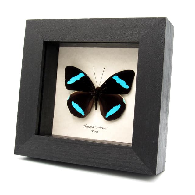 Rare electric blue Olivewing butterfly framed taxidermy - Nessaea hewitsoni