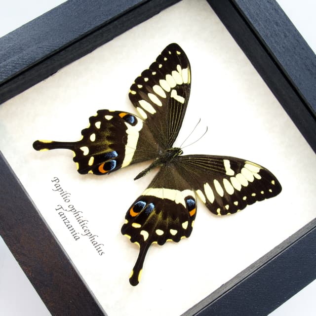 Real Emperor Swallowtail butterfly framed taxidermy - Papilio ophidicephalus
