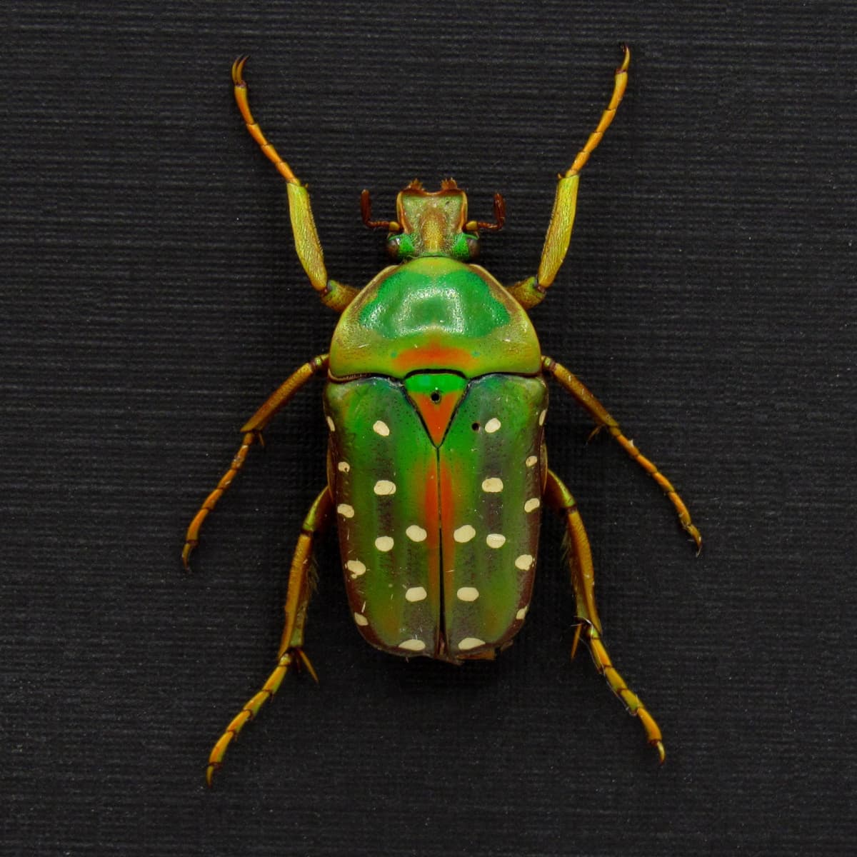 Real Polka Dot Scarab Beetle framed taxidermy - Stephanorrhina guttata