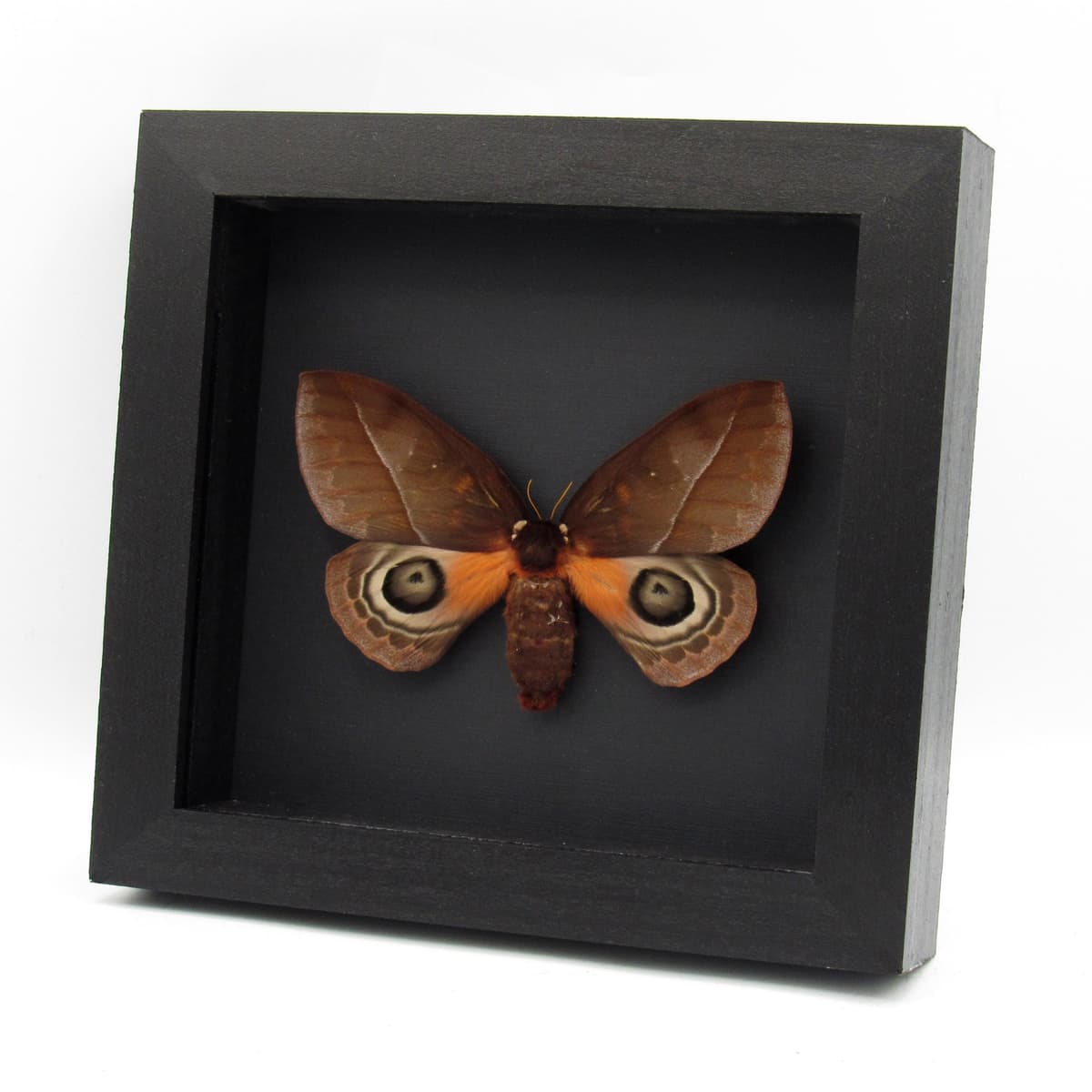 Real Saturn moth framed taxidermy - Automeris mixtus - large female