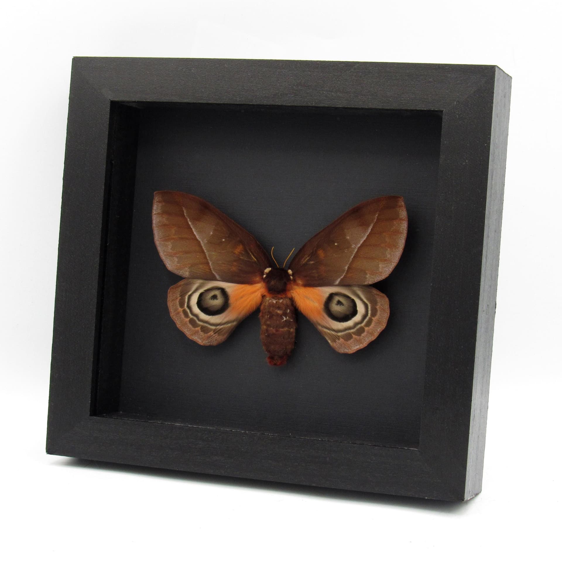 Real Saturn moth framed taxidermy - Automeris mixtus - large female