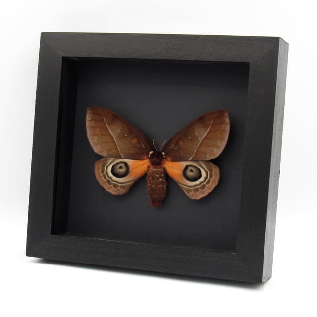Real Saturn moth framed taxidermy - Automeris mixtus - large female