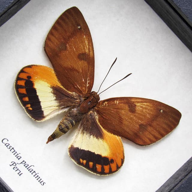 Rare orange Castnia moth framed taxidermy - Castnia palatinus