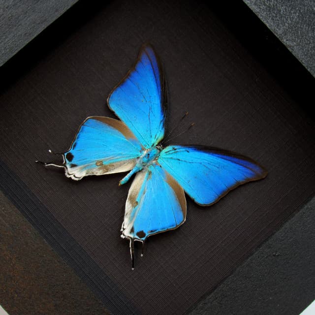 Real blue butterfly framed taxidermy - Pseudolycaena marsyas