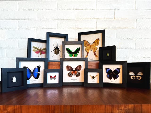 Rare blue Longhorn beetle framed taxidermy - Pseudomyagrus waterhousei - female