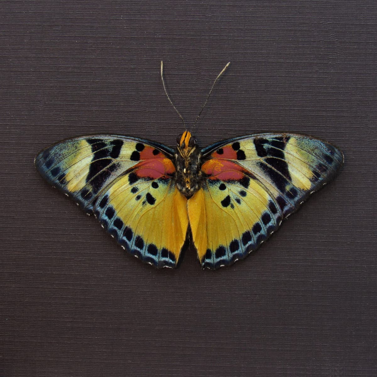 Rare Themis Forester butterfly framed taxidermy - Euphaedra piriformis - Victorian mount