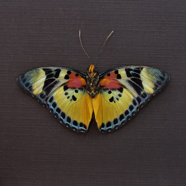 Rare Themis Forester butterfly framed taxidermy - Euphaedra piriformis - Victorian mount