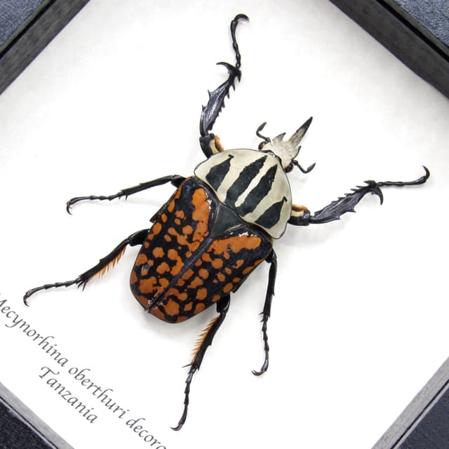 Real framed taxidermy beetle - Mecynorhina oberthuri decorata