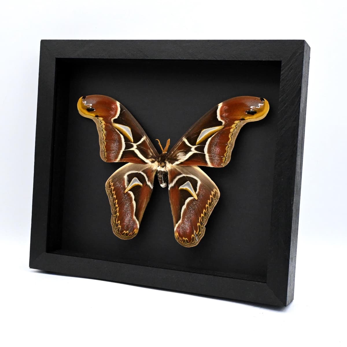 Real XXL Saturn moth framed - Archaeoattacus edwardsii - 8 inch wingspan - minor damage