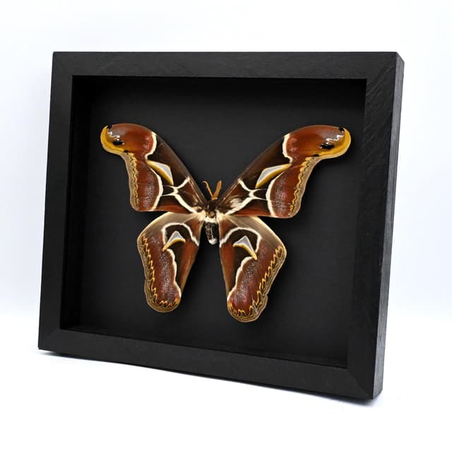 Real XXL Saturn moth framed - Archaeoattacus edwardsii - 8 inch wingspan - minor damage