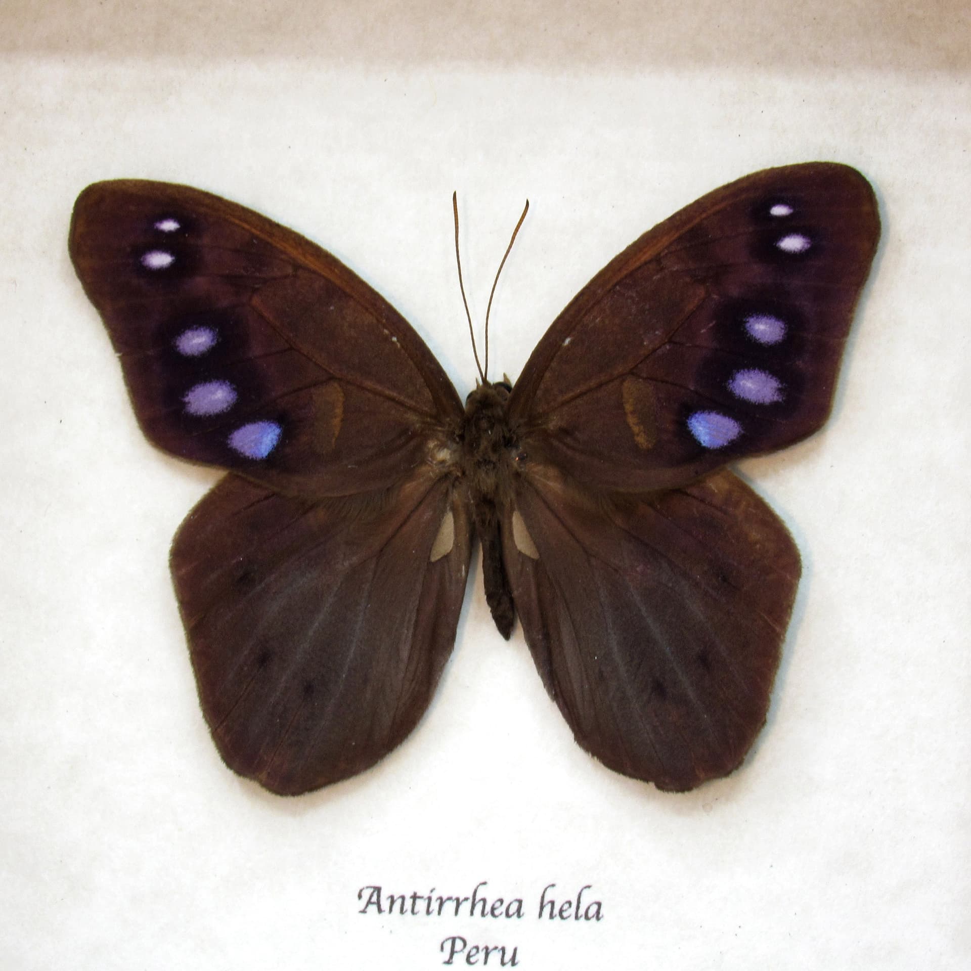 Rare purple Satyr butterfly framed taxidermy - Antirrhea hela