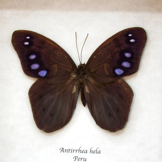 Rare purple Satyr butterfly framed taxidermy - Antirrhea hela