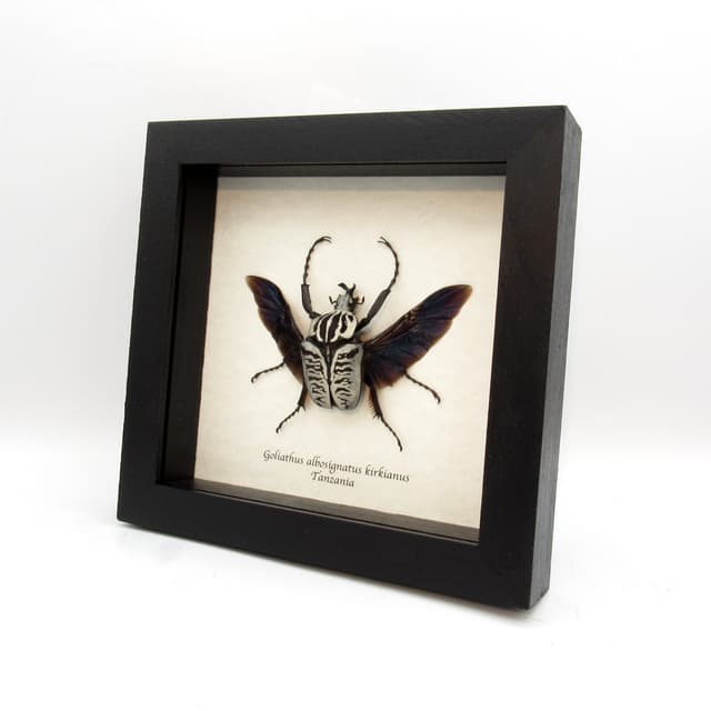 Real large flower beetle framed taxidermy - Goliathus albosignatus kirkianus
