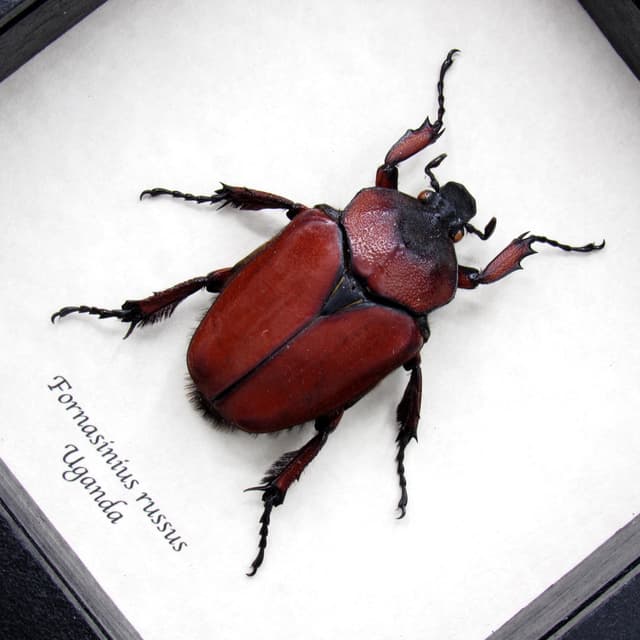 Large red Scarab beetle framed taxidermy - Fornasinius russus - female