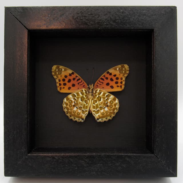 Real framed taxidermy butterfly - Argynnis hyperbius