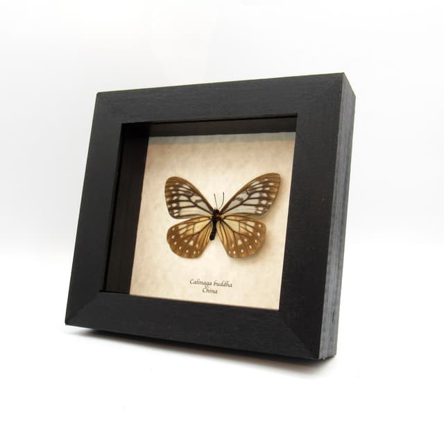 Real Freak butterfly framed taxidermy - Calinaga buddha