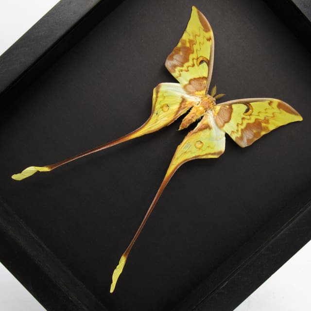 Real Giant Malaysian Moon moth framed taxidermy - Actias maenas - female