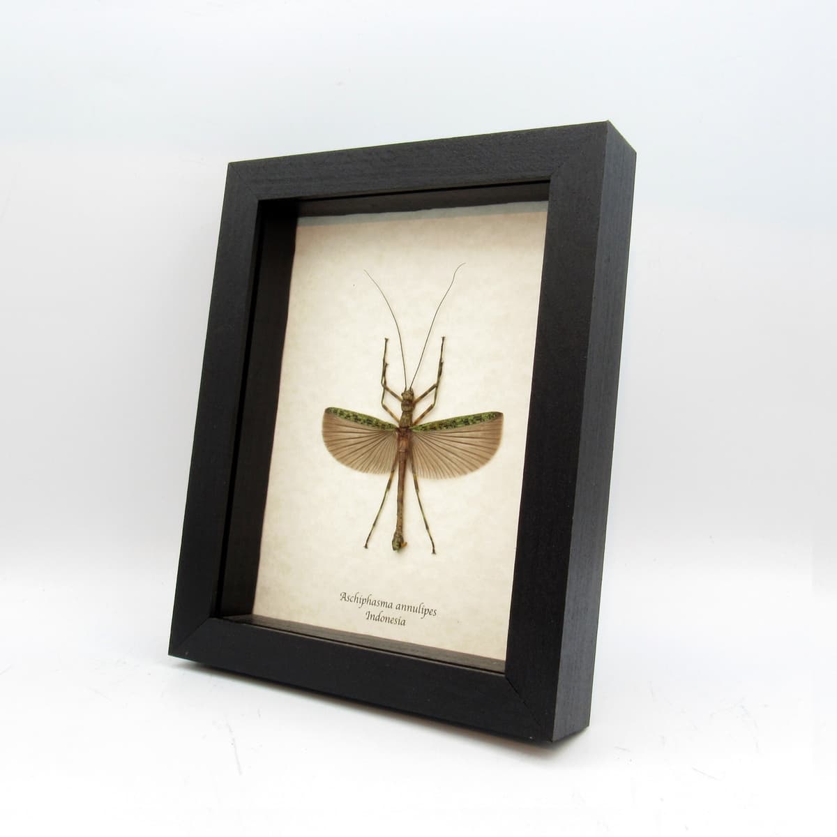 Refreshing green stick bug framed taxidermy - Aschiphasma annulipes