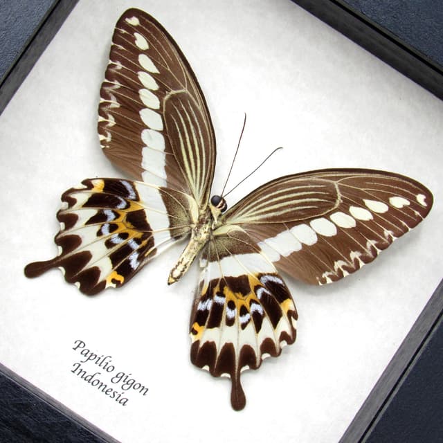 Real framed taxidermy butterfly - Papilio gigon - XL female