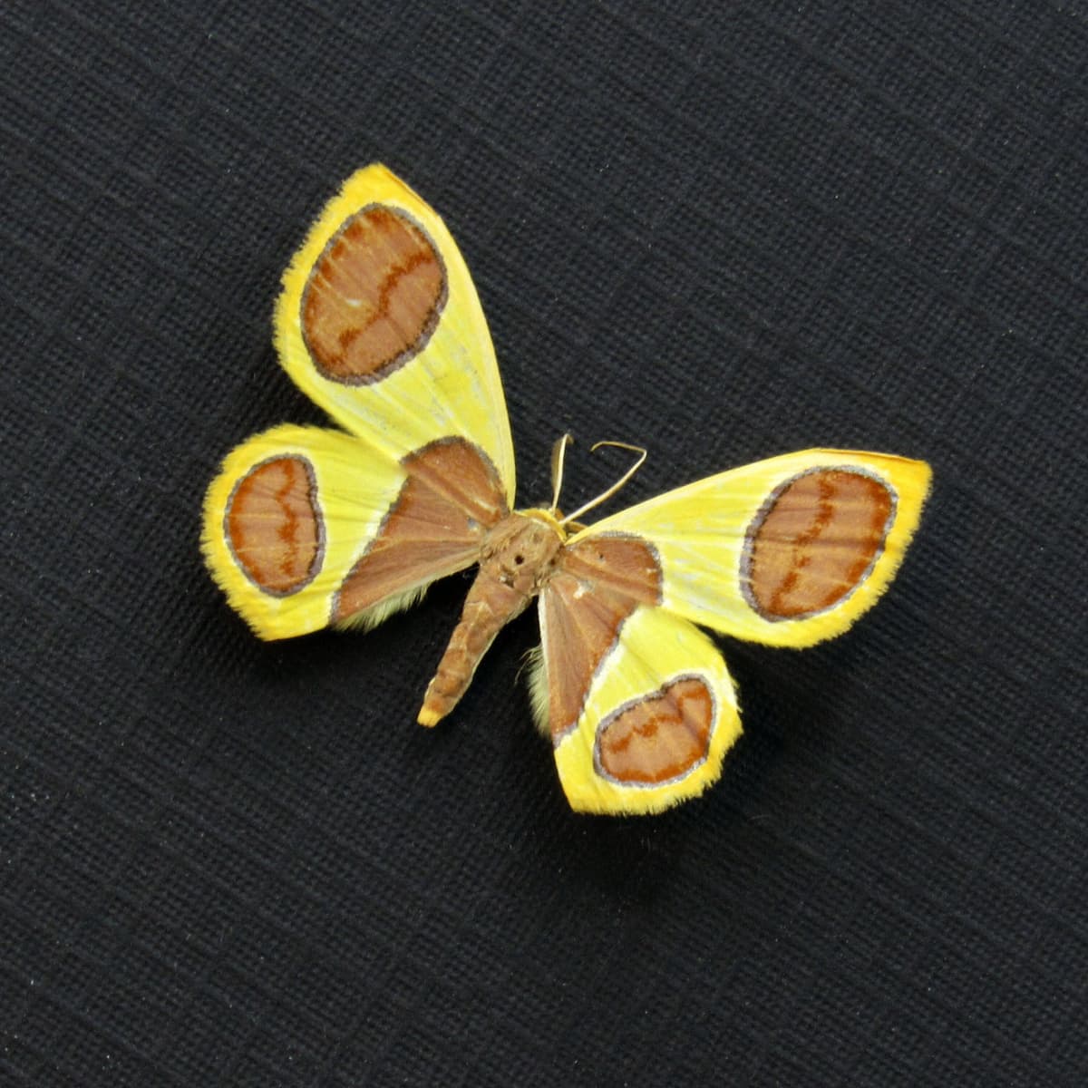 Rare tiny yellow glitter Geometer moth framed taxidermy - Plutodes malaysiana