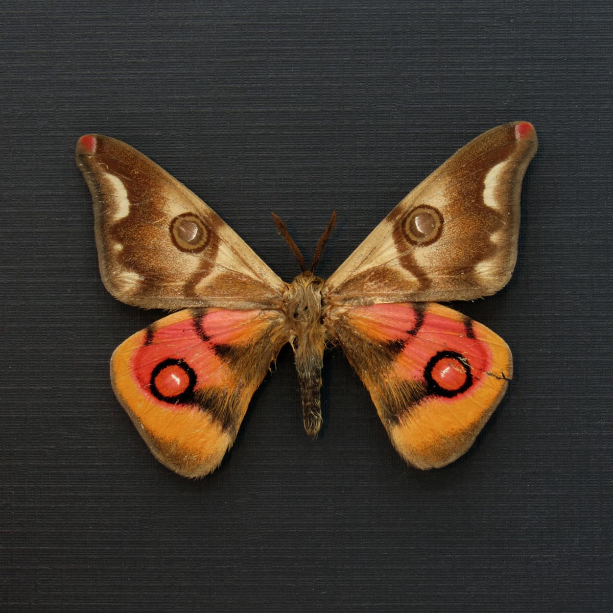 Very rare real pink Saturn moth framed taxidermy - Polythysana cinerascens - minor damage