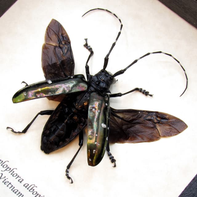 Real large black Longhorn beetle framed - Anoplophora albopicta