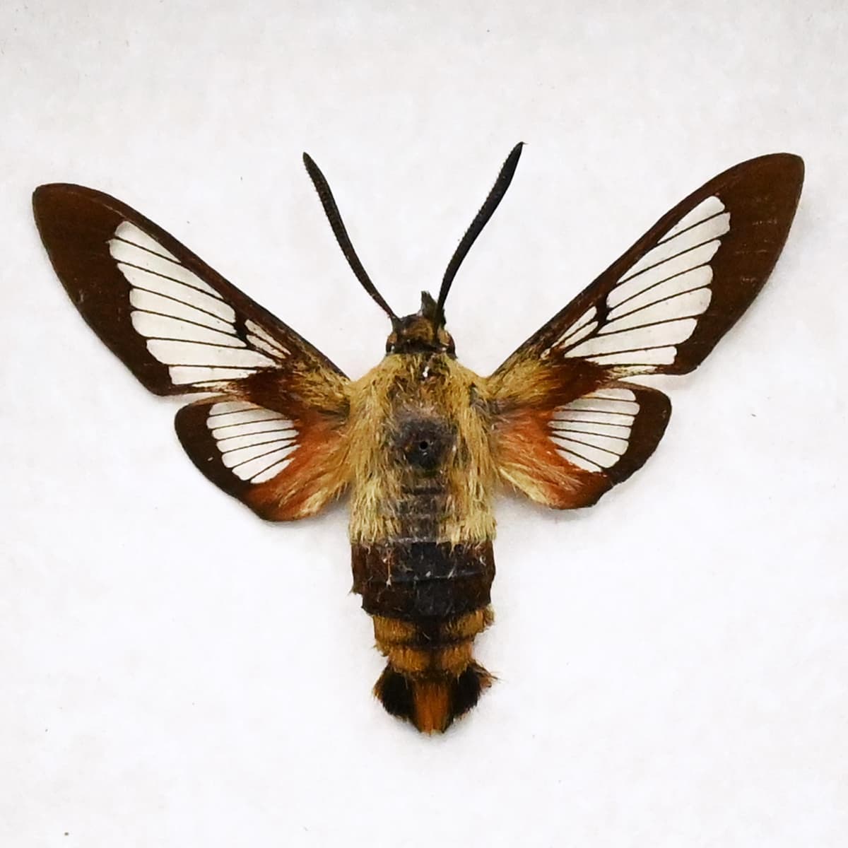 Real furry Hummingbird Clearwing moth framed taxidermy - Hemaris thysbe