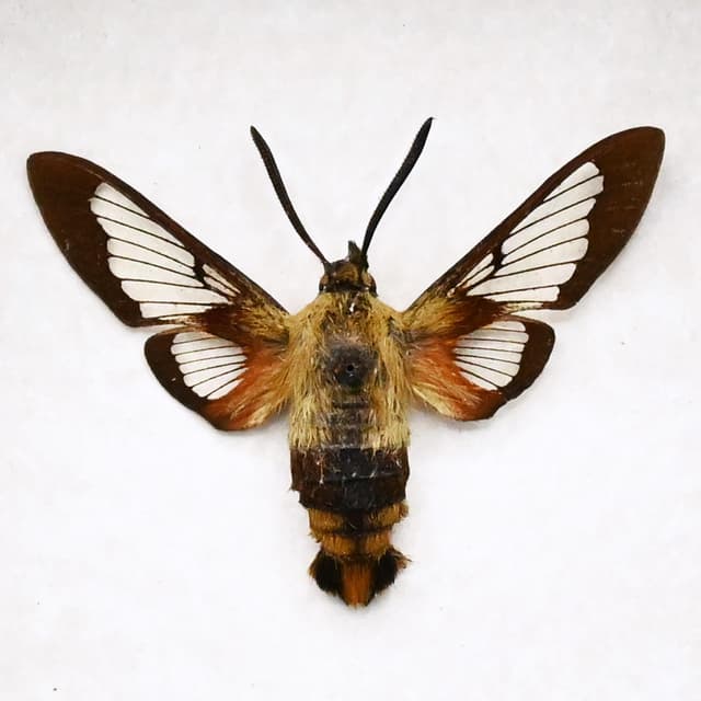 Real furry Hummingbird Clearwing moth framed taxidermy - Hemaris thysbe