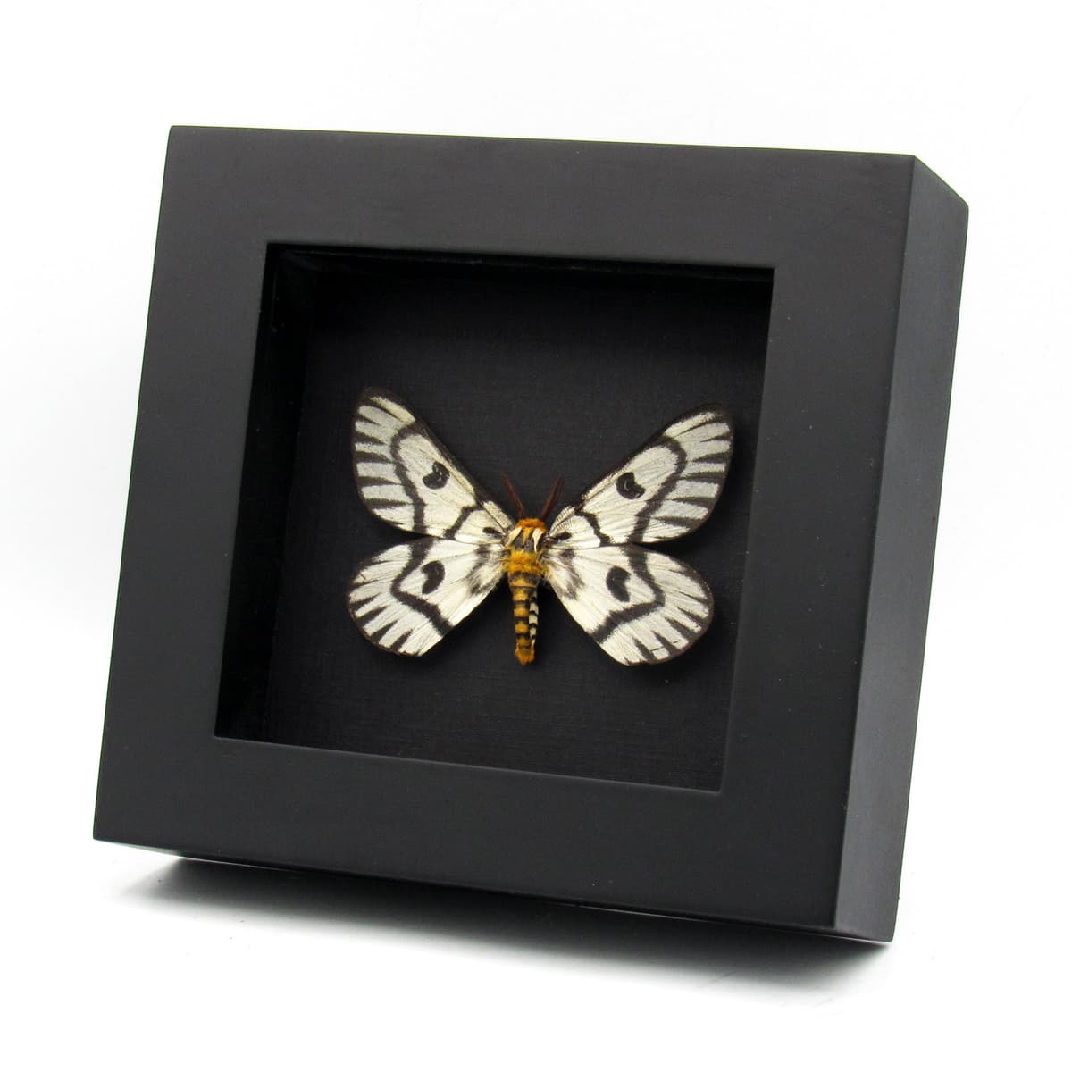 Real Sagebrush Sheep moth framed taxidermy - Hemileuca hera