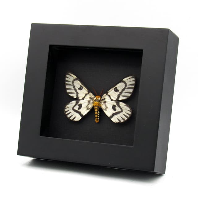 Real Sagebrush Sheep moth framed taxidermy - Hemileuca hera