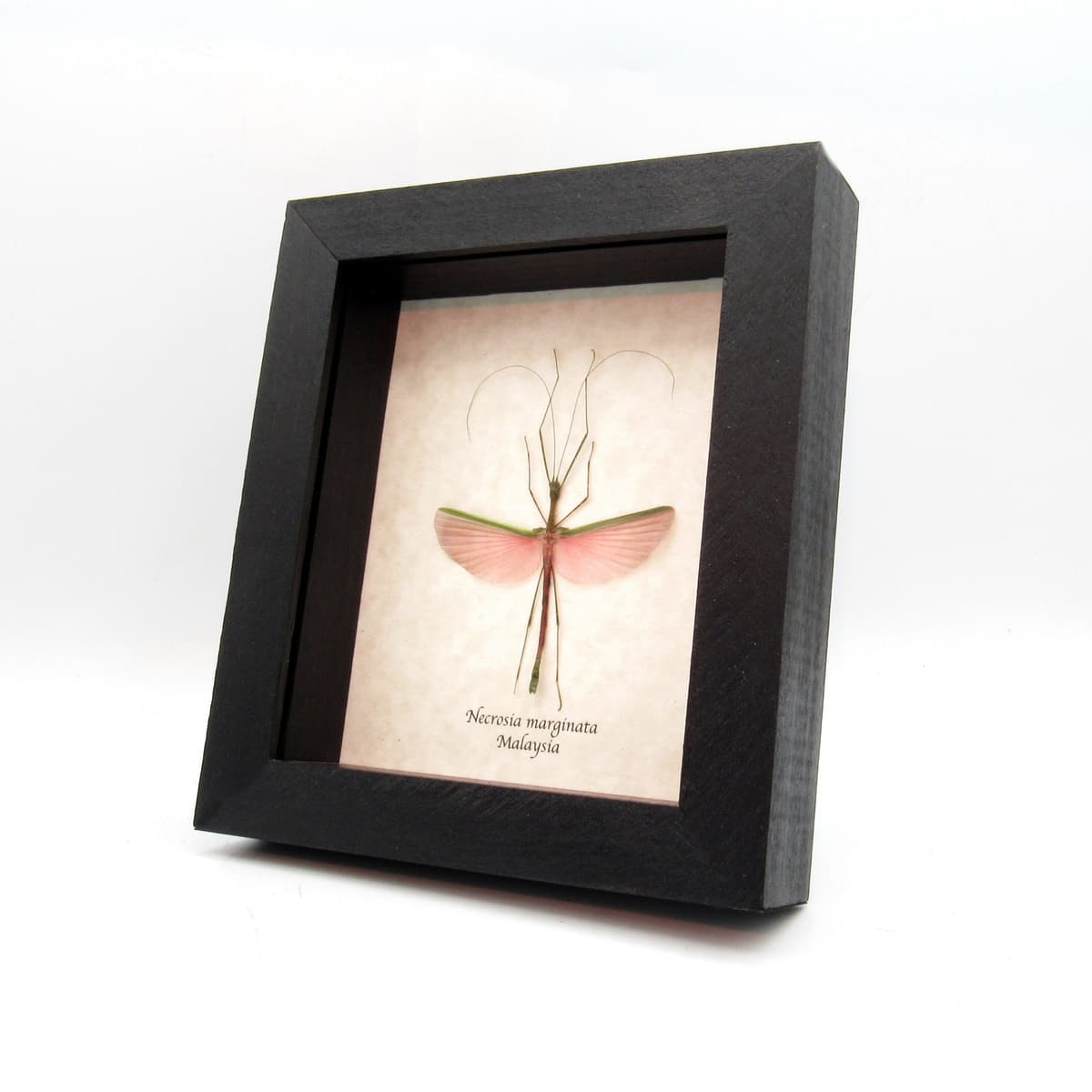 Real pink stick bug framed taxidermy - Necrosia marginata