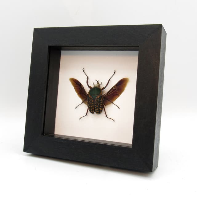 Real framed taxidermy flower beetle taxidermy - Megalorrhina harrisi peregrina - short horn