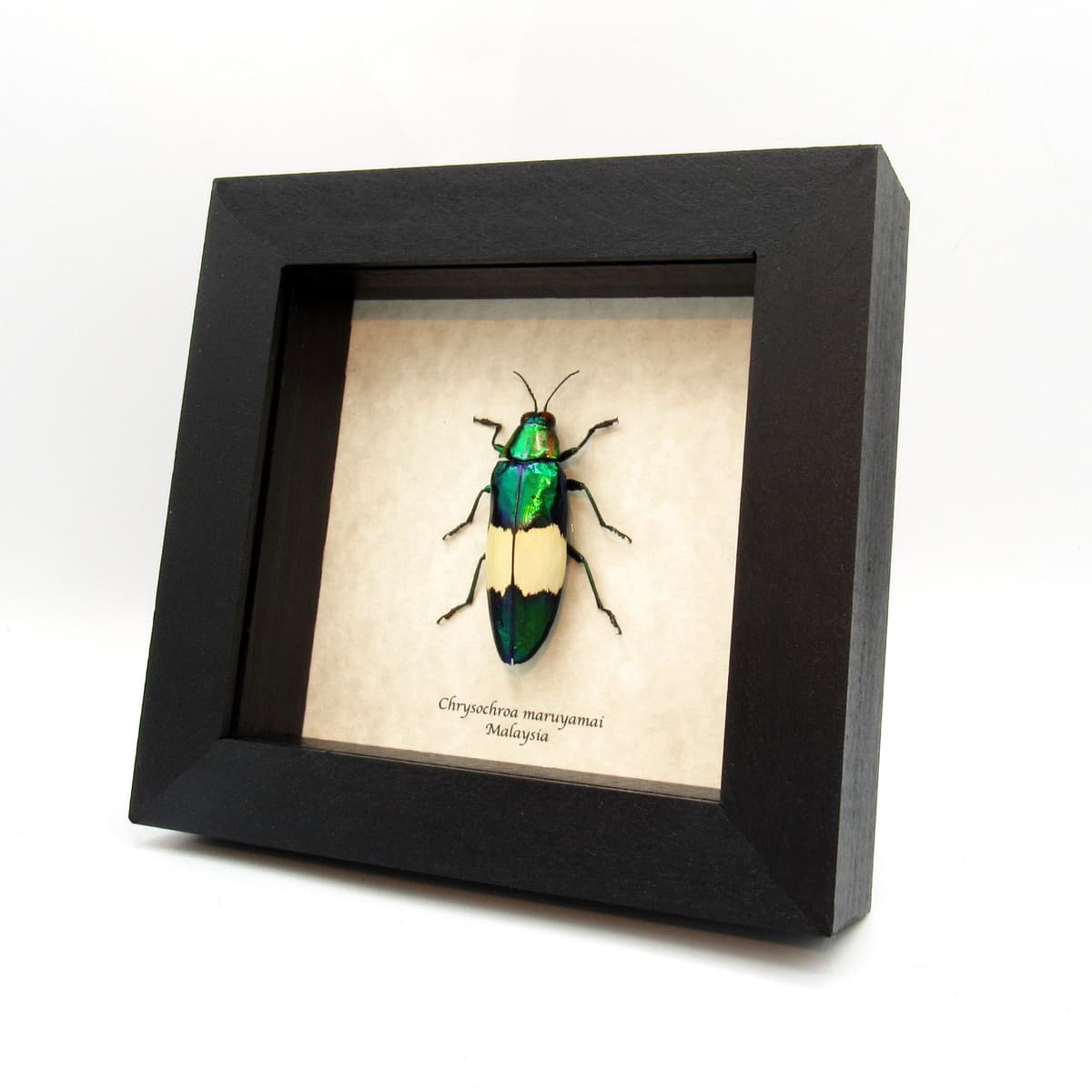 Real metallic Jewel beetle framed taxidermy - Chrysochroa maruyamai