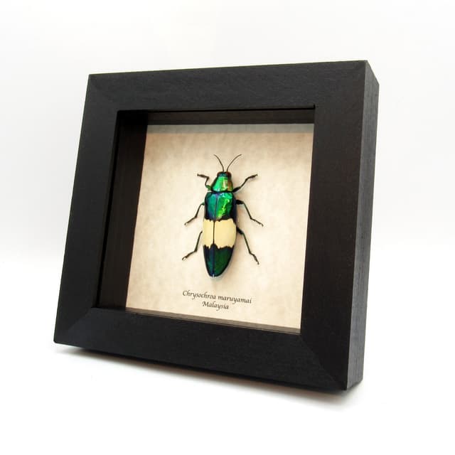 Real metallic Jewel beetle framed taxidermy - Chrysochroa maruyamai