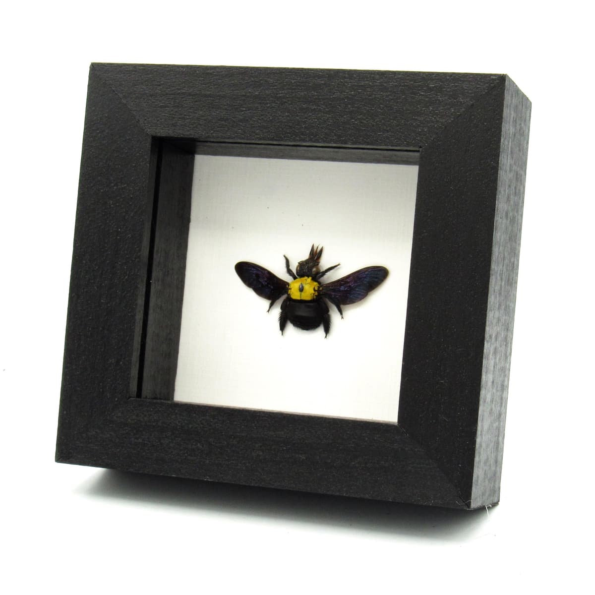 Real Carpenter Bee framed taxidermy - Xylocopa confusa