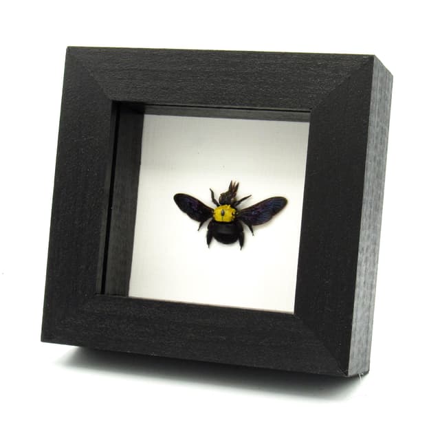 Real Carpenter Bee framed taxidermy - Xylocopa confusa